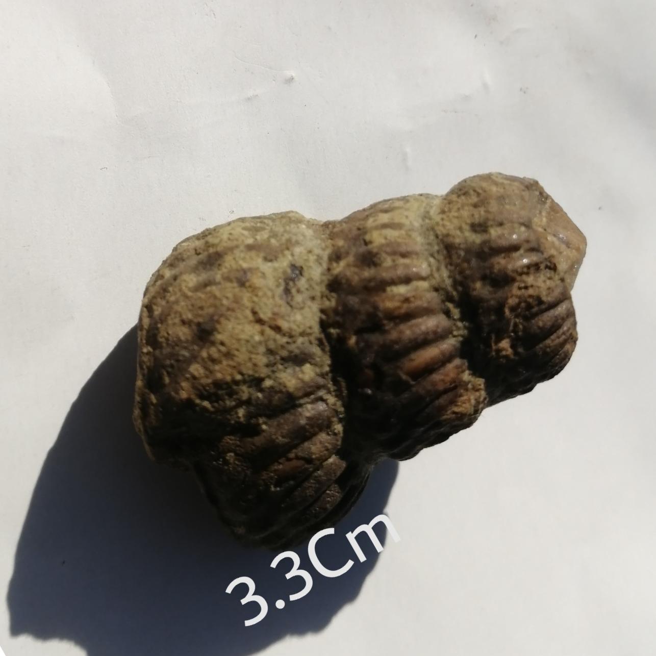 فسیل کمیاب امونیت هترومورف