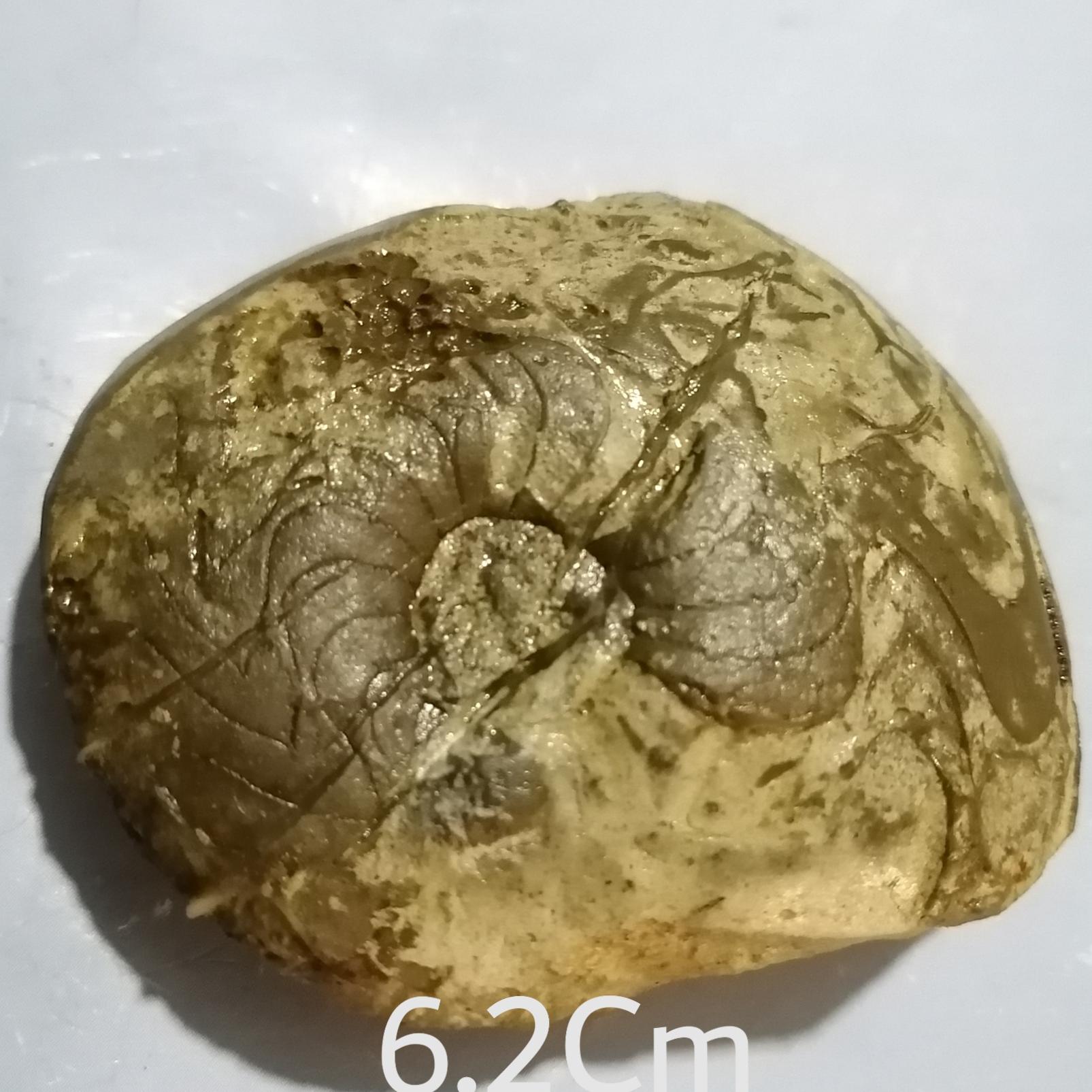 فسیل گونیاتیت پرمین