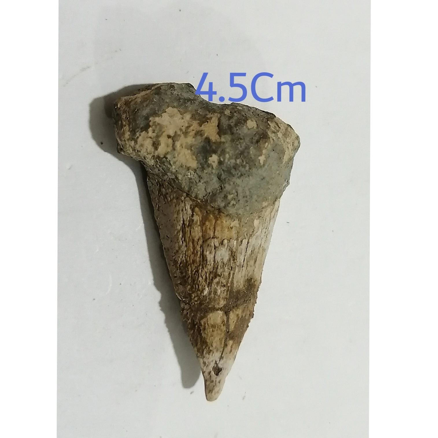 بزرگترین فسیل دندان کوسه ایسام