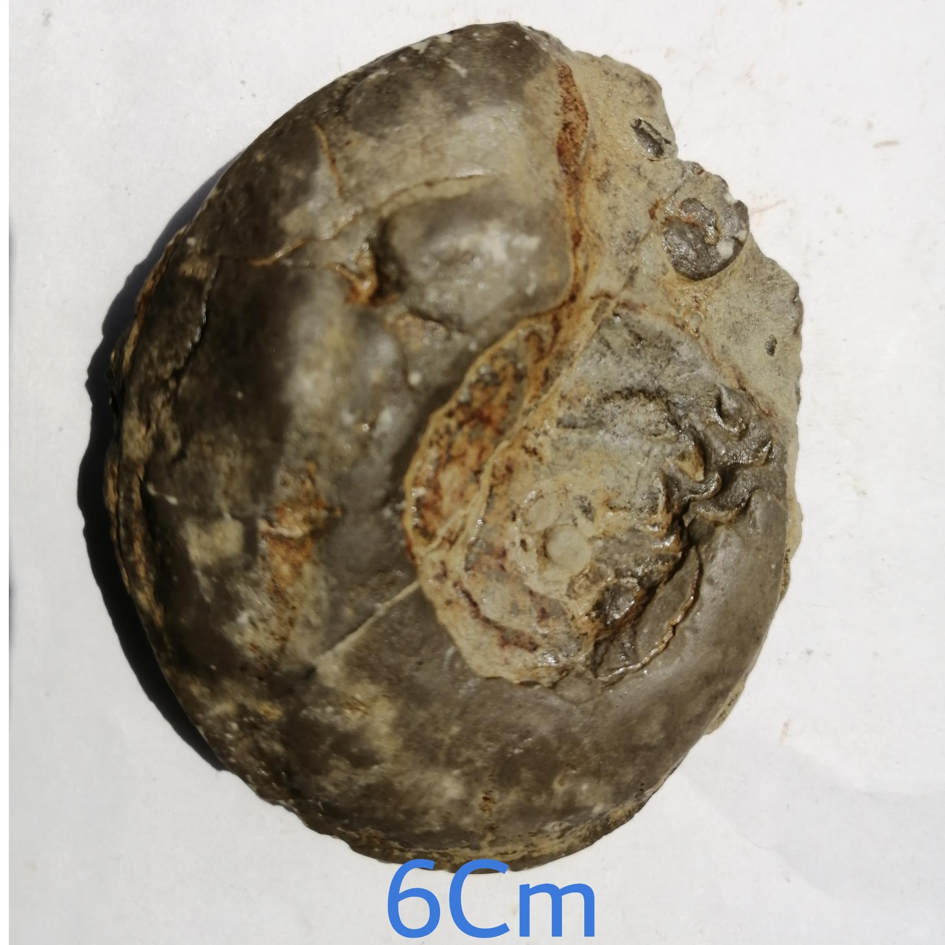 فسیل اسلایس طبیعی سراتیت از پرموتریاس ایران