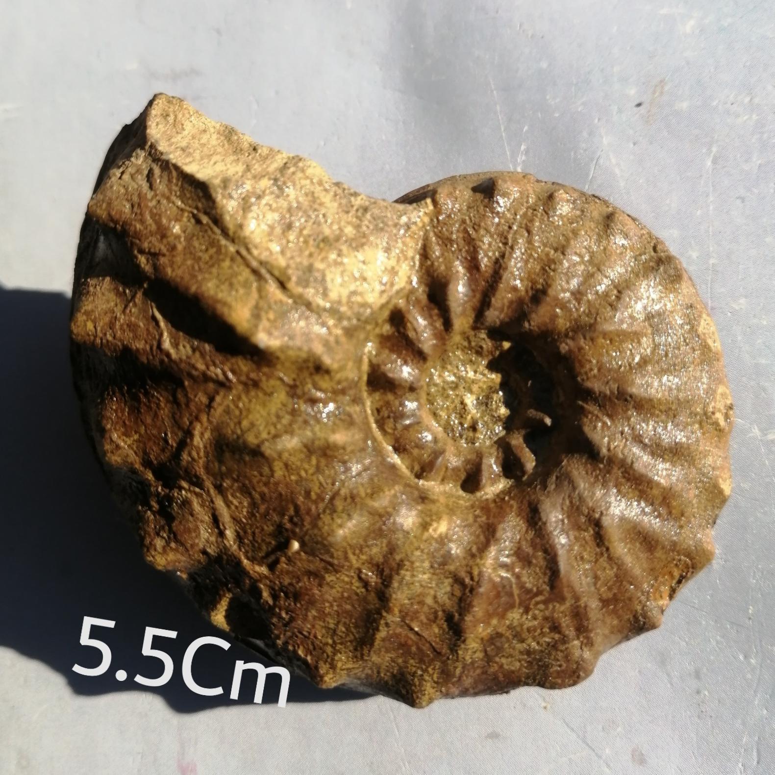 فسیل کمیاب امونیت کپه داغ یک و نیمرو