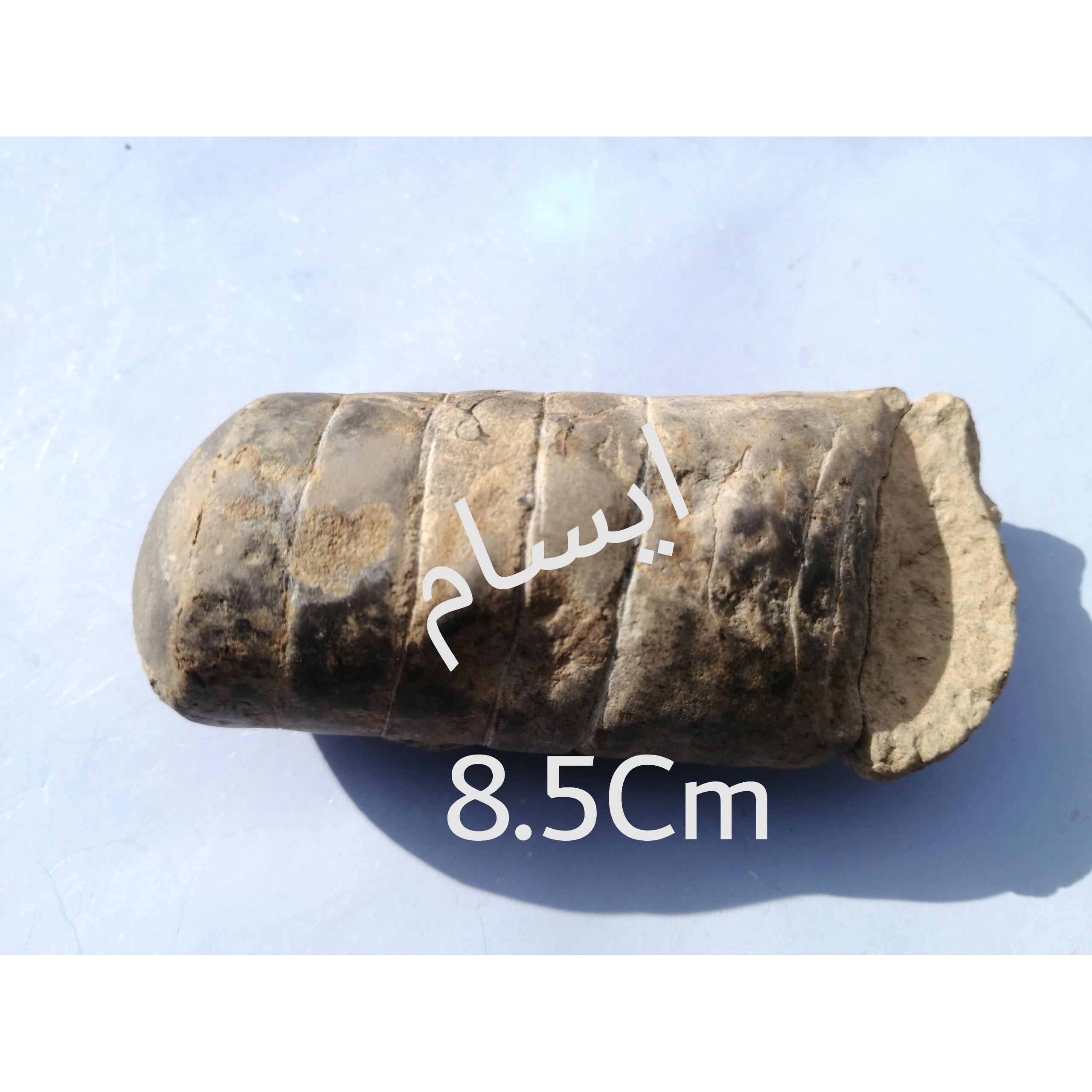 بزرگترین فسیل ارتوسراس زنهاراز دونین نه اردوویسین