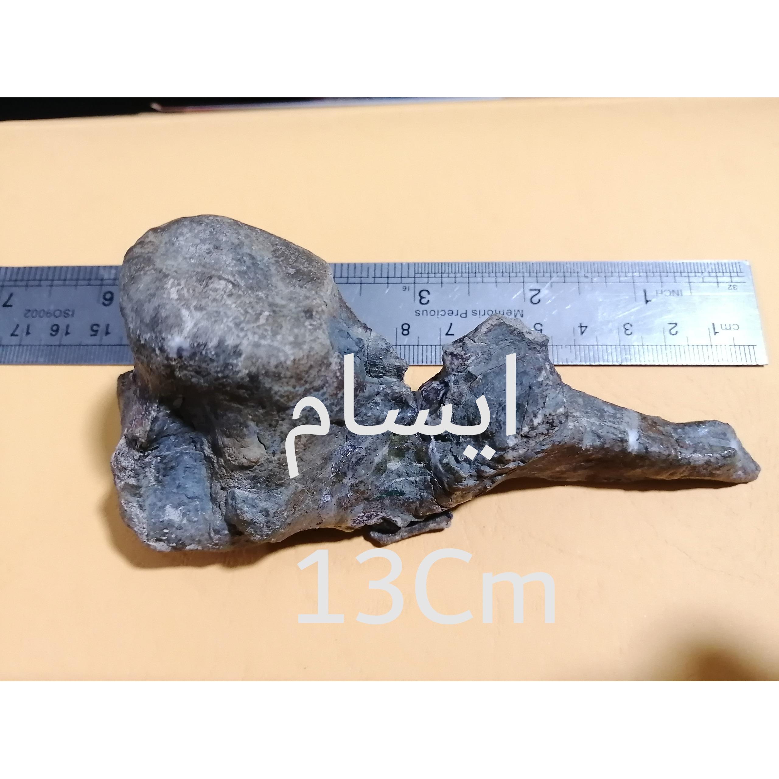 بزرگترین فسیل استخوان خزنده کرتاسه ایسام