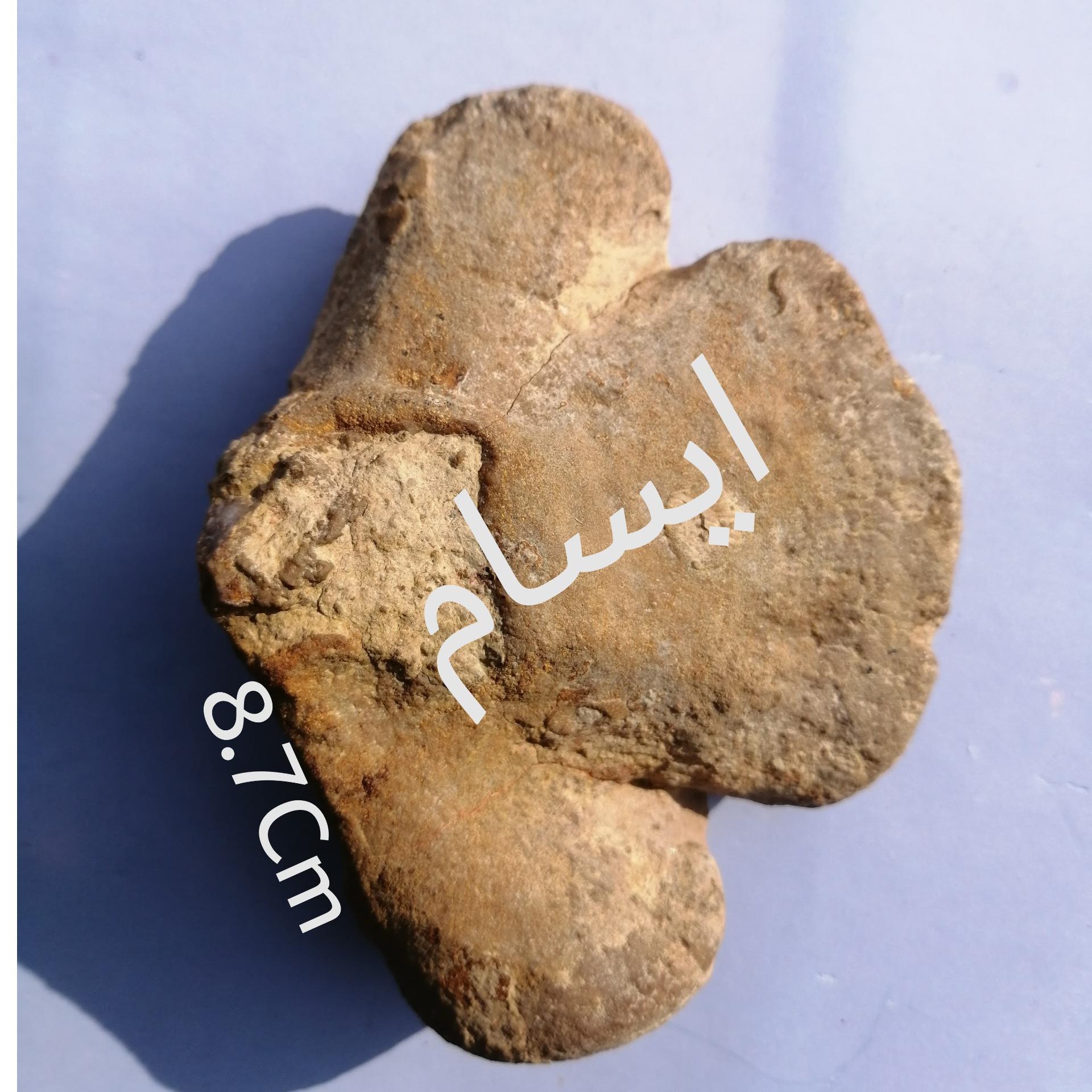 فسیل استخوان مهره داران ژوراسیک واضح نه جسم مجهول