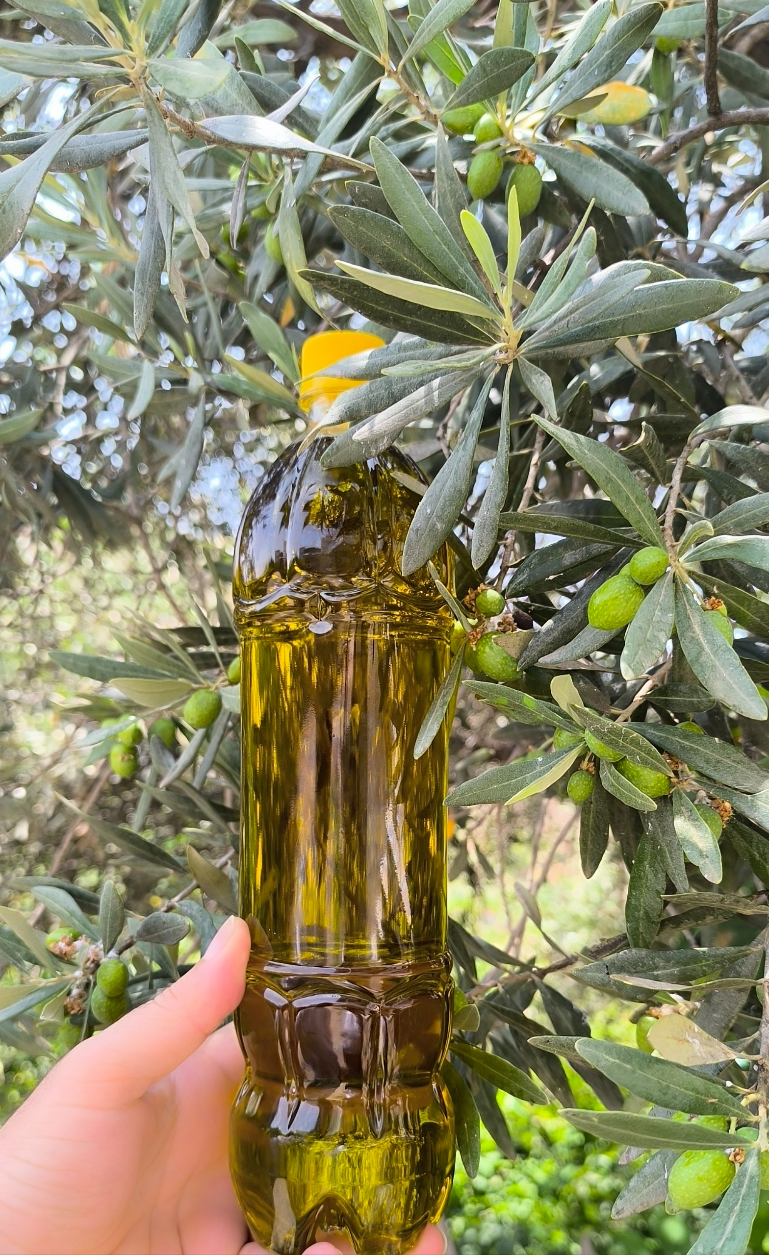 روغن زیتون فرابکر طارم، پرس سرد، خالص، خانگی