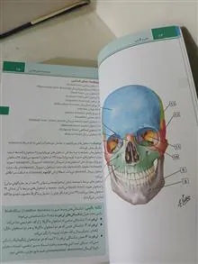 اطلس