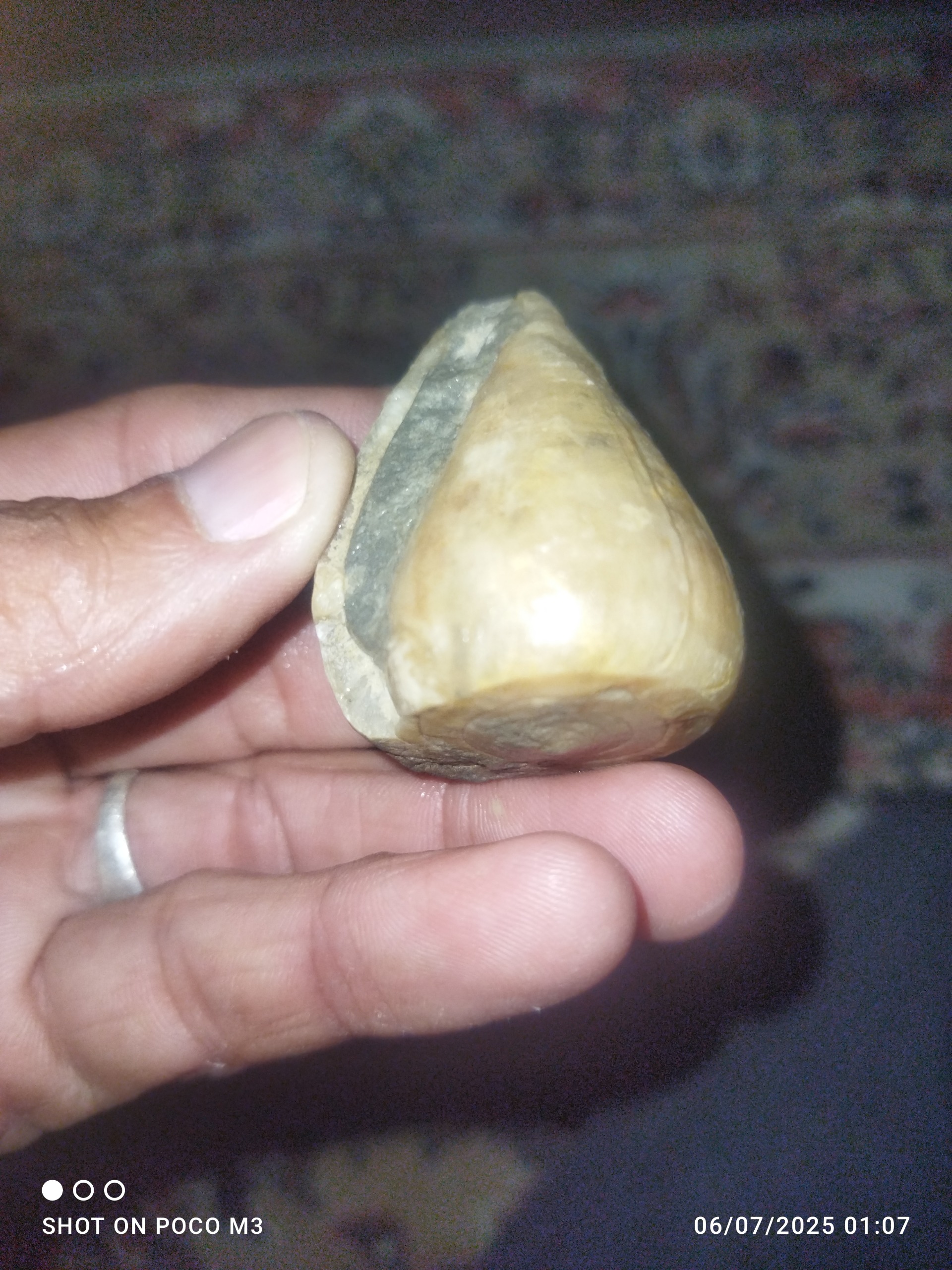 فسیل گاستروپود کریستال