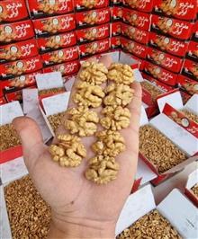 مغز