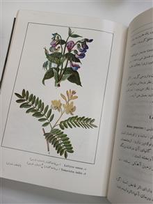 گیاهان