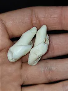 جفت