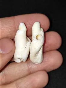 جفت