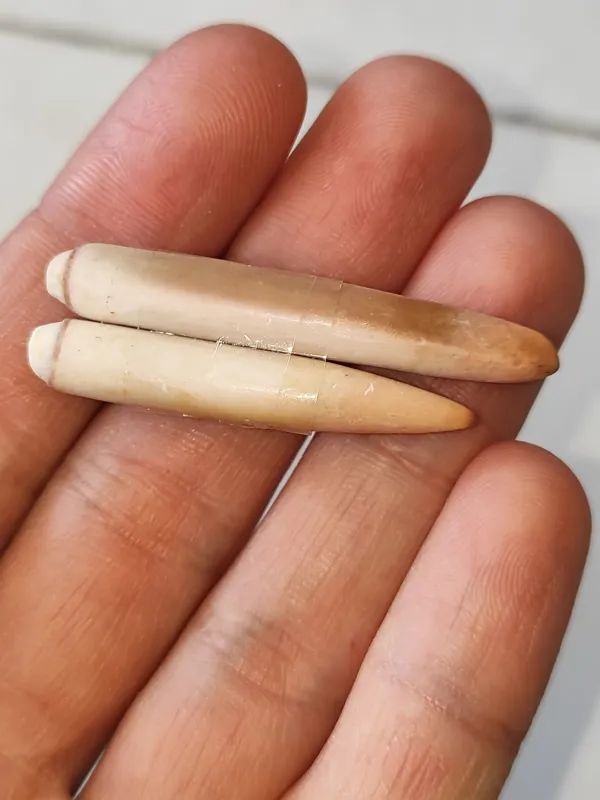 جفت عرج بحری