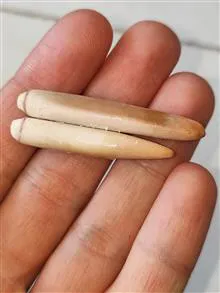 جفت