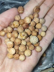 بذر