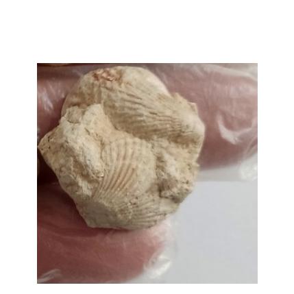 دو فسیل صدف در سنگ دوره دوونین