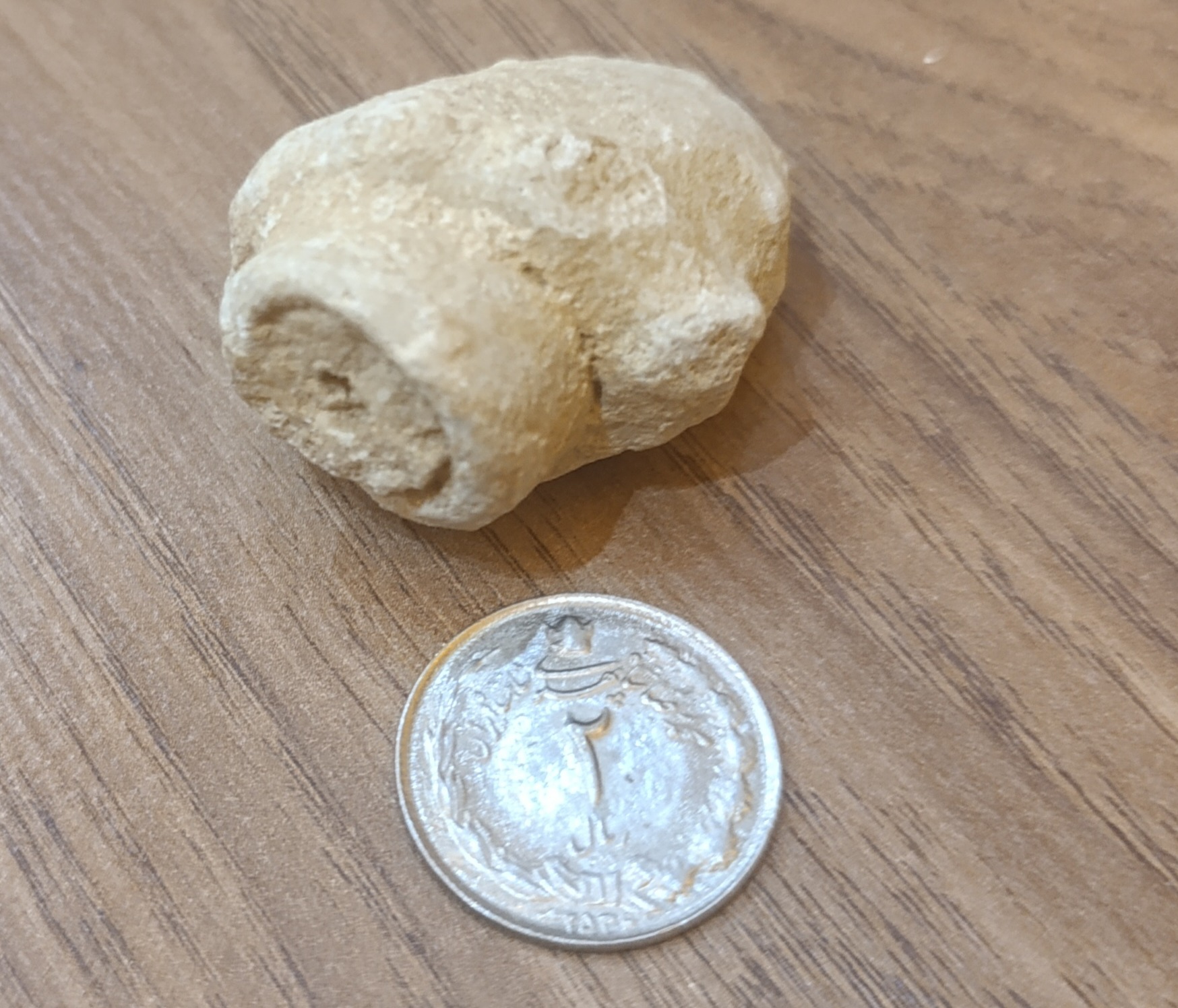 فسیل حلزون ماقبل تاریخ 400 میلیون ساله