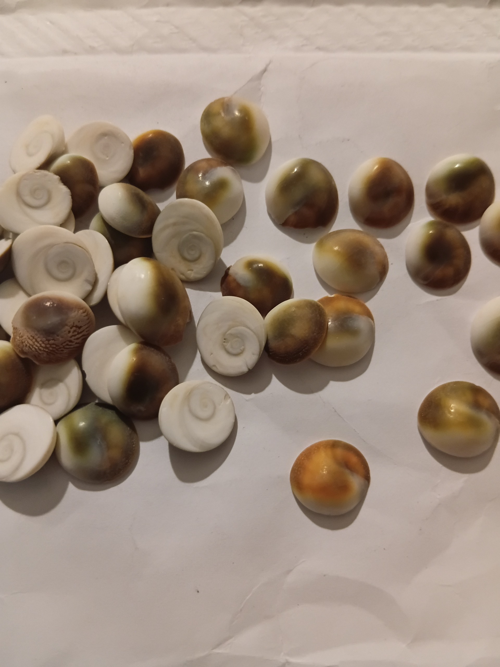 صدف کاملا طبیعی