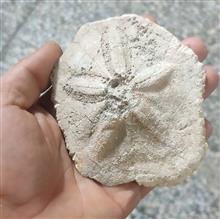 فسیل