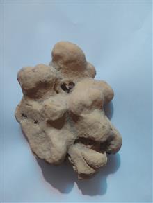 فسیل
