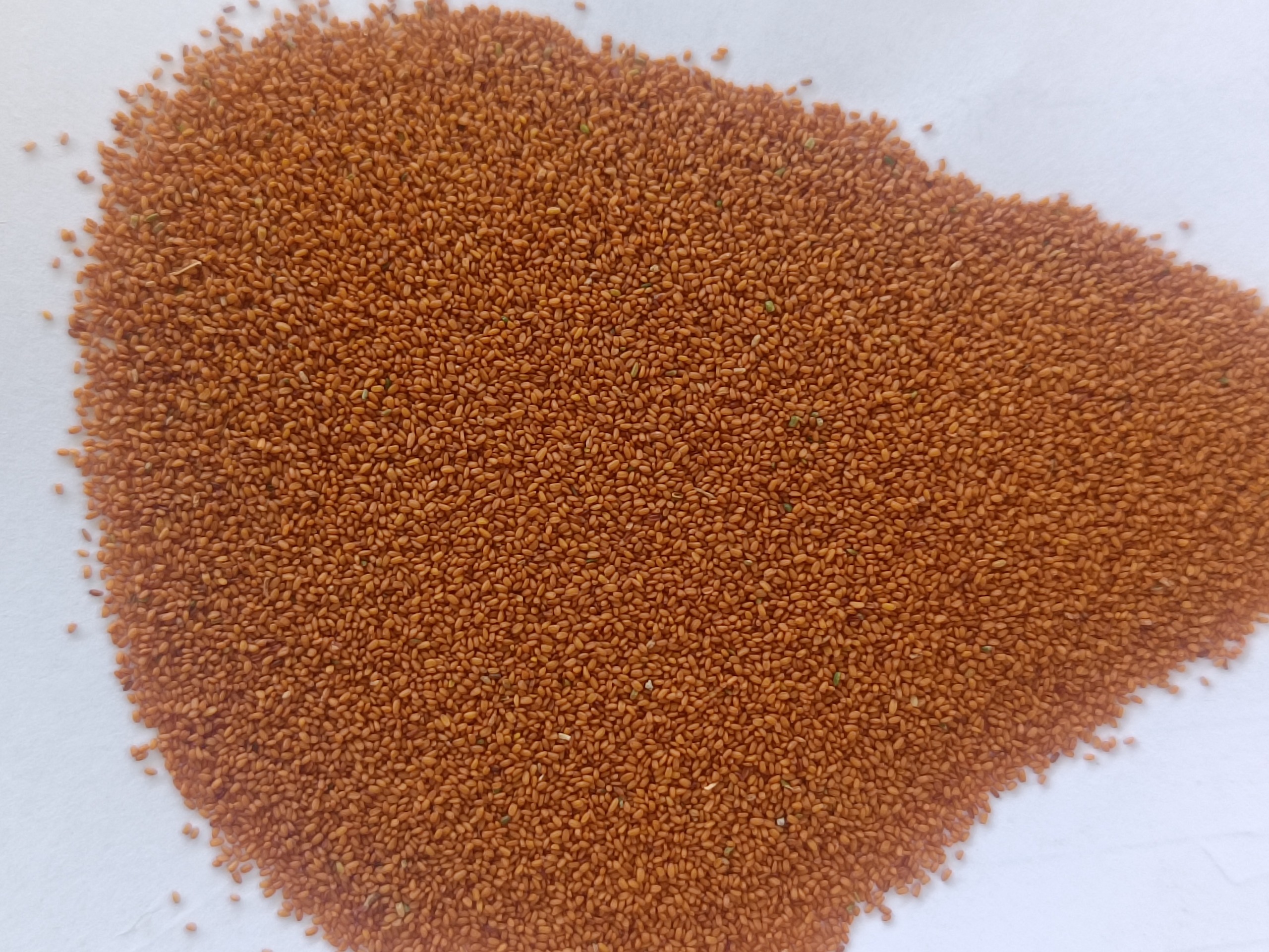 خاکشیر درجه یک