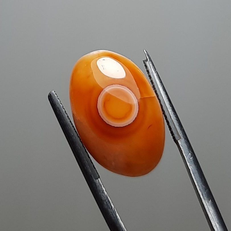 باباقوری خوشرنگ چشم میزان و منظم و طوقدار اصل هند