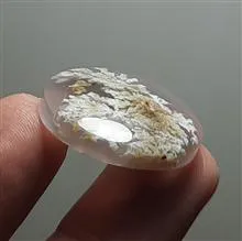 شجر