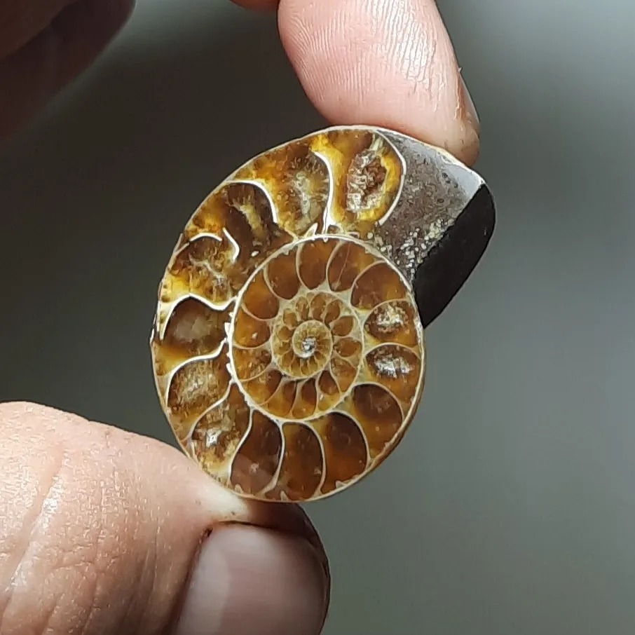 فسیل آمونیت خوشرنگ طبیعی و با کیفیت