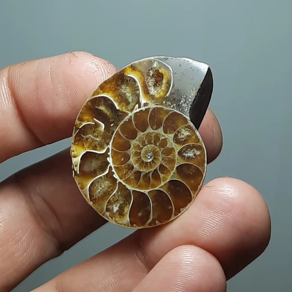 فسیل آمونیت طبیعی کیفیت عالی