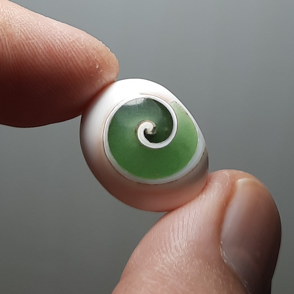 صدف حلزونی شبتاب طبیعی اصل اندونزی