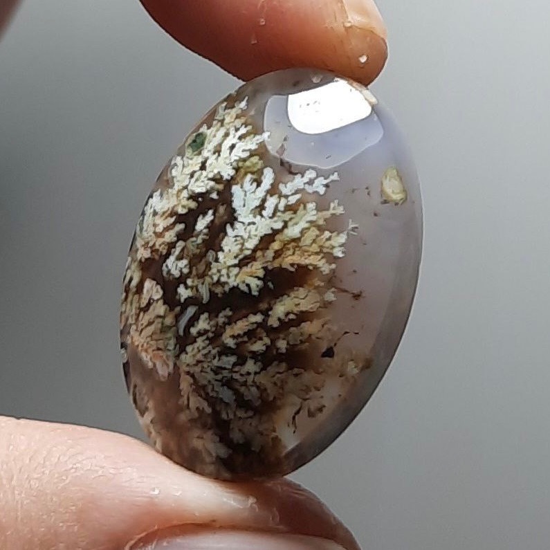 شجر بهاری هفت رنگ طبیعی و اصل خراسان