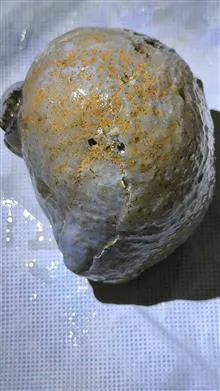 عقیق