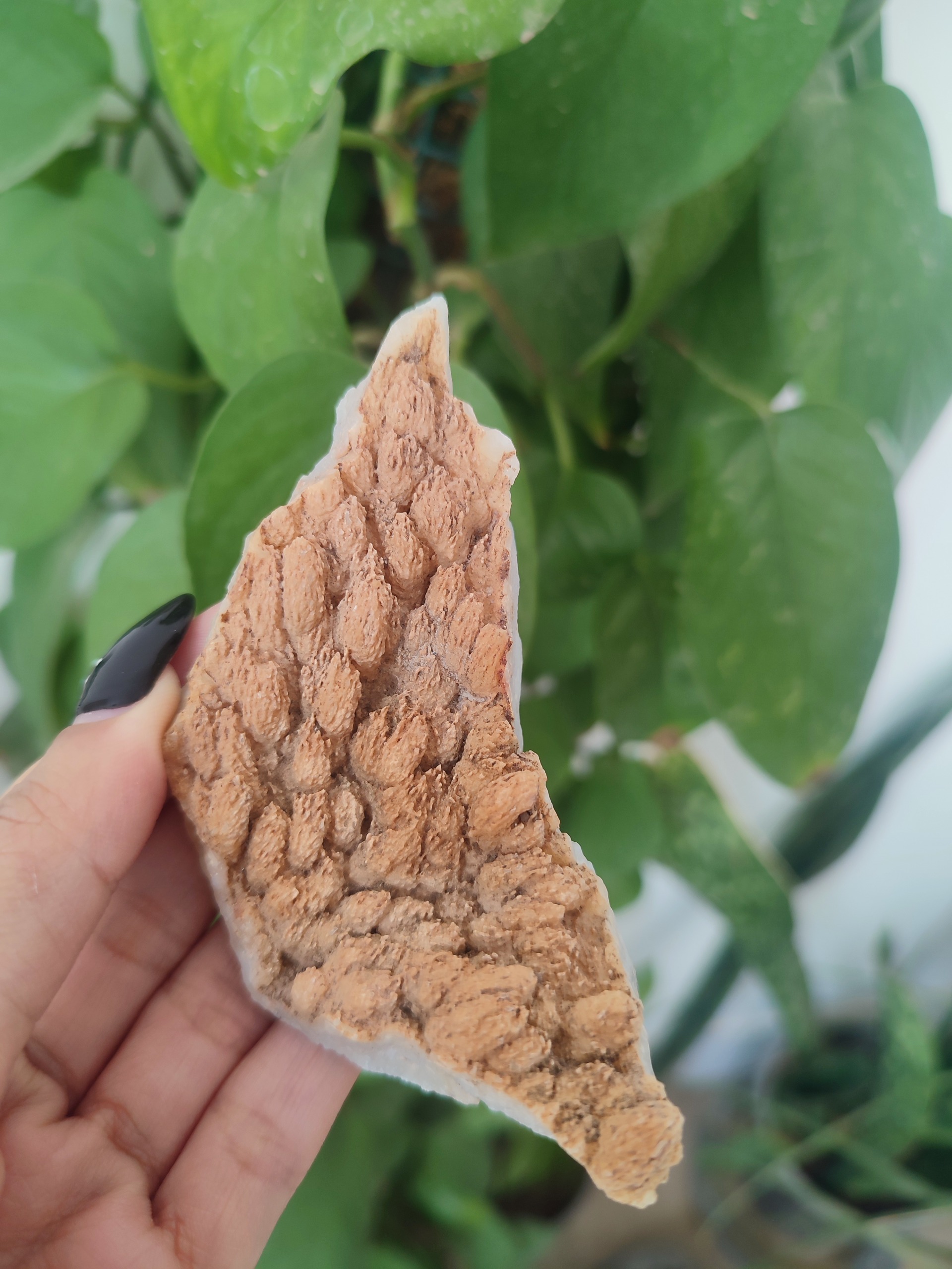 اراگونیت مرجان کلکسیونی