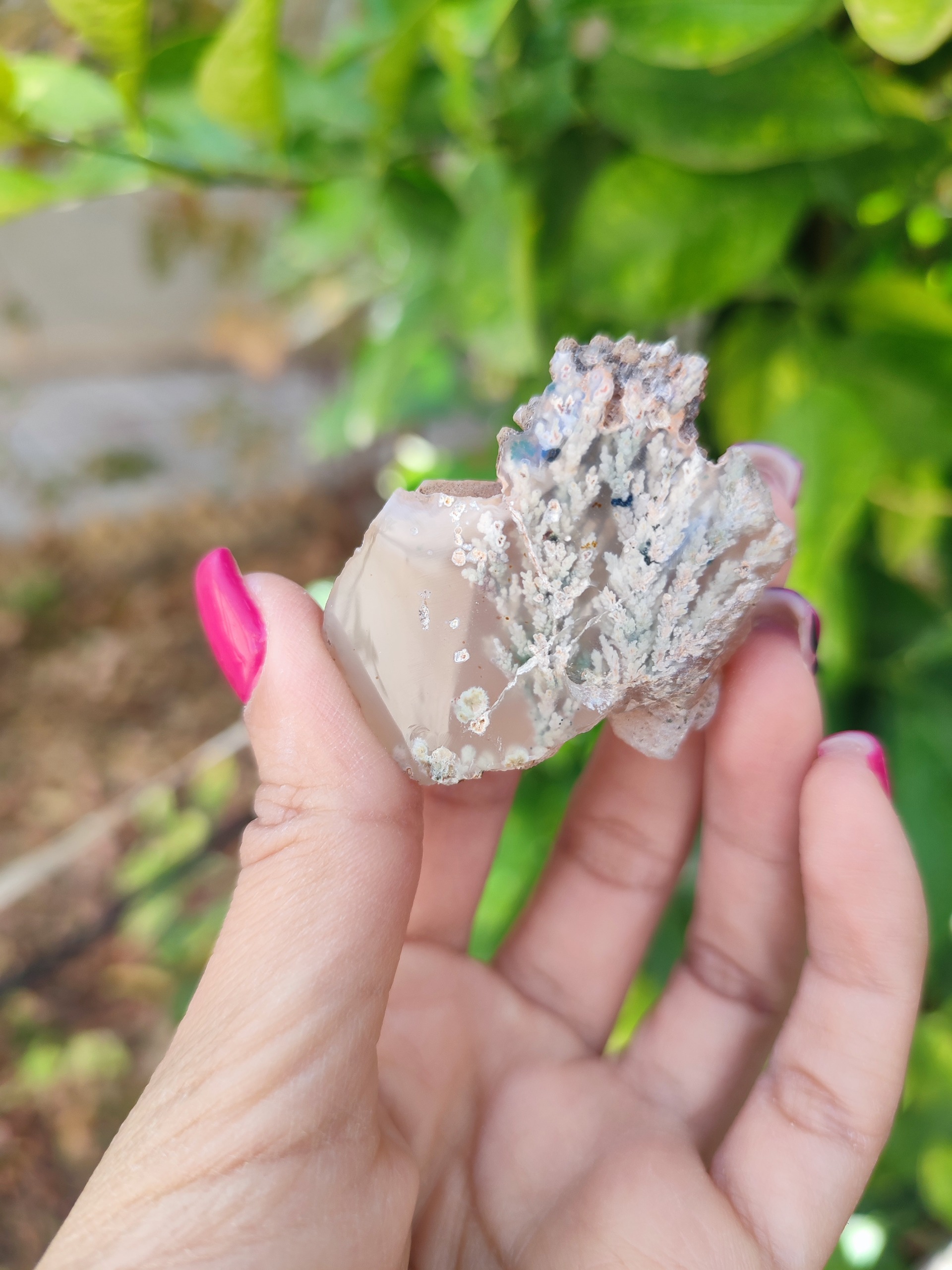 شجر بهاری پولیش خورده