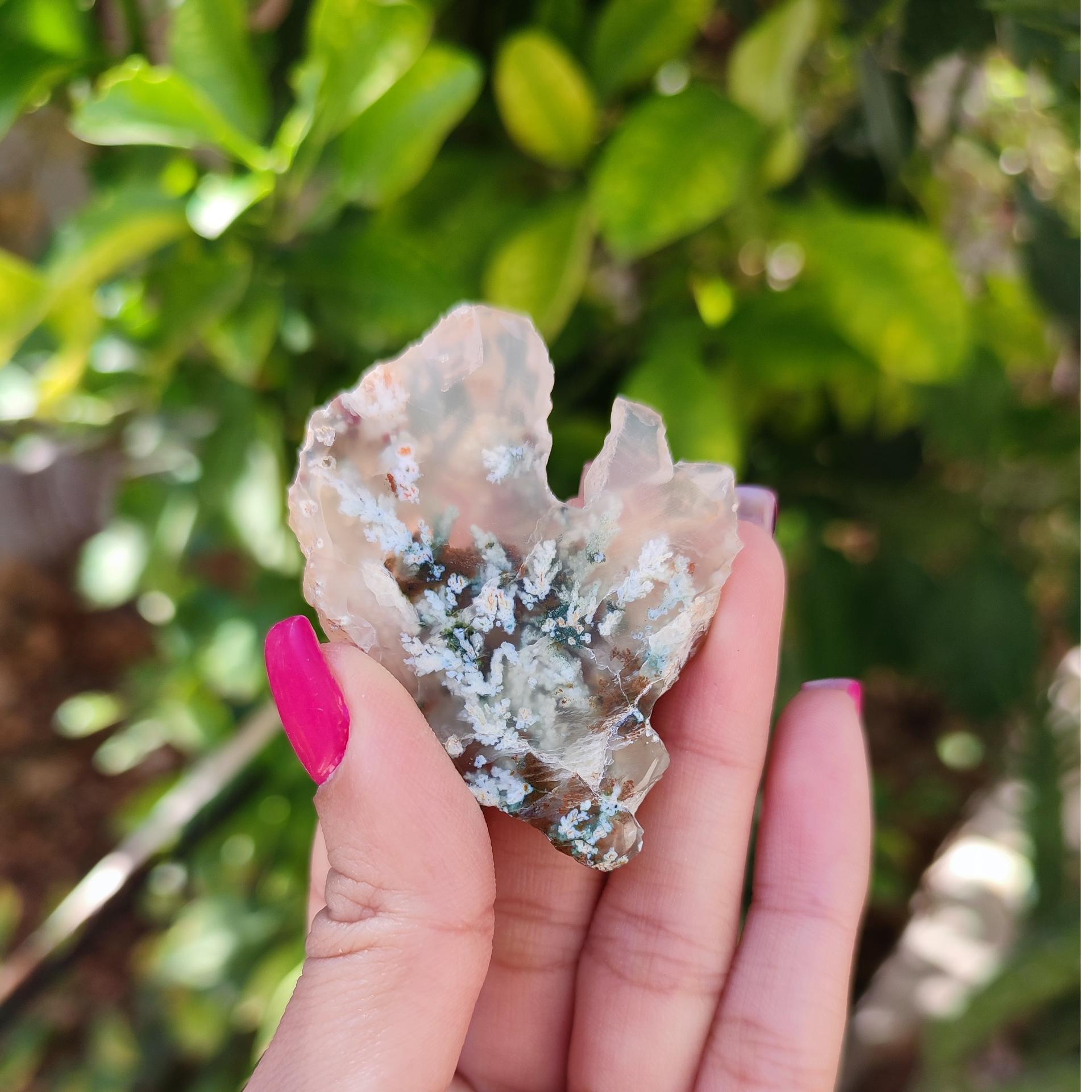 شجر بهاری پولیش خورده