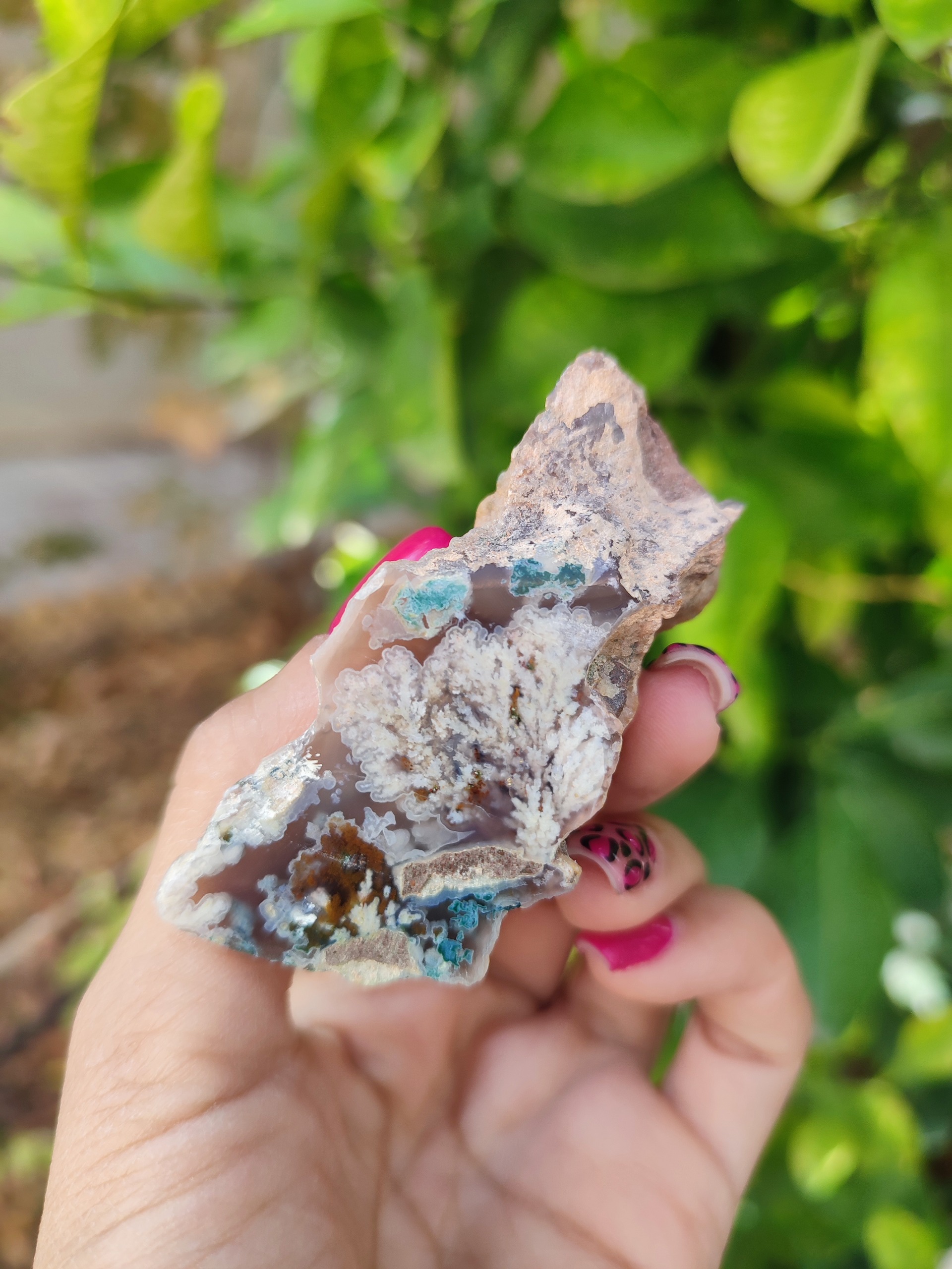 شجر بهاری پولیش خورده