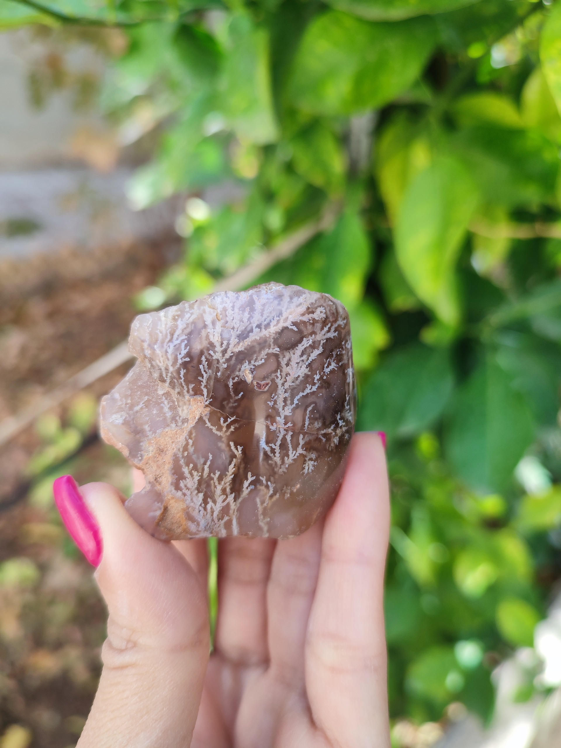 شجر بهاری کلکسیونی پولیش خورده