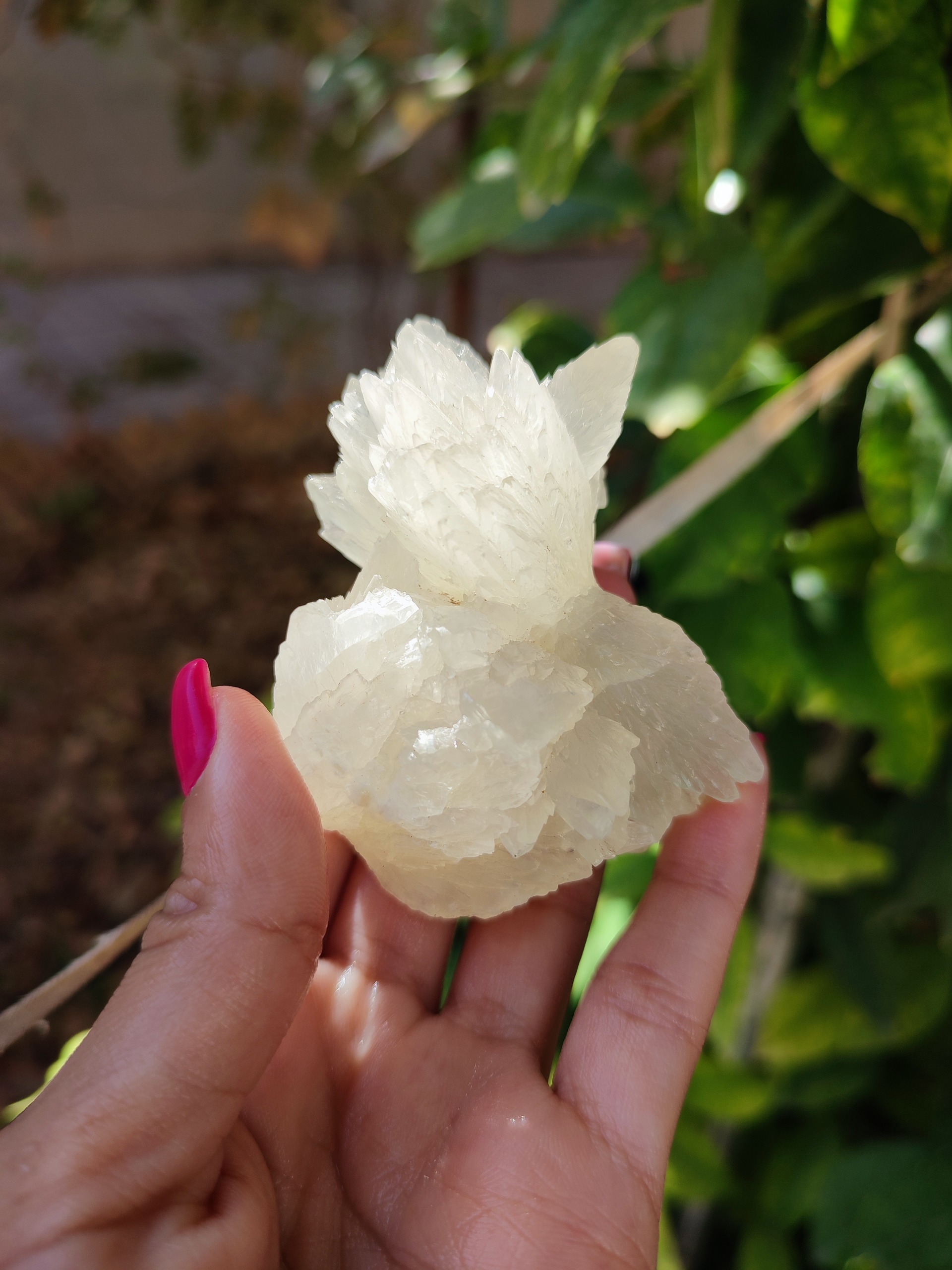 کلسیت فلاور شیری