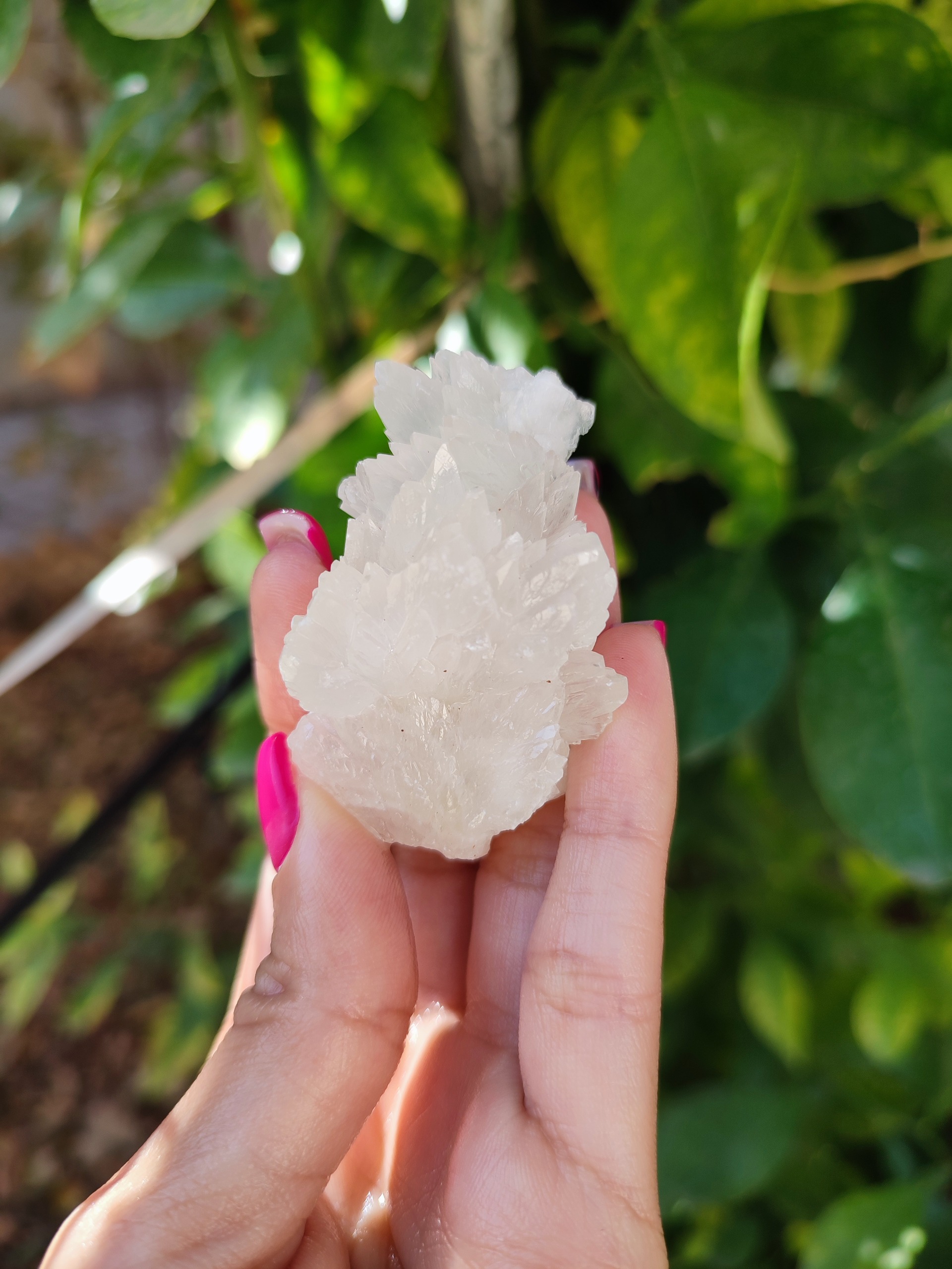 کلسیت فلاور شیری