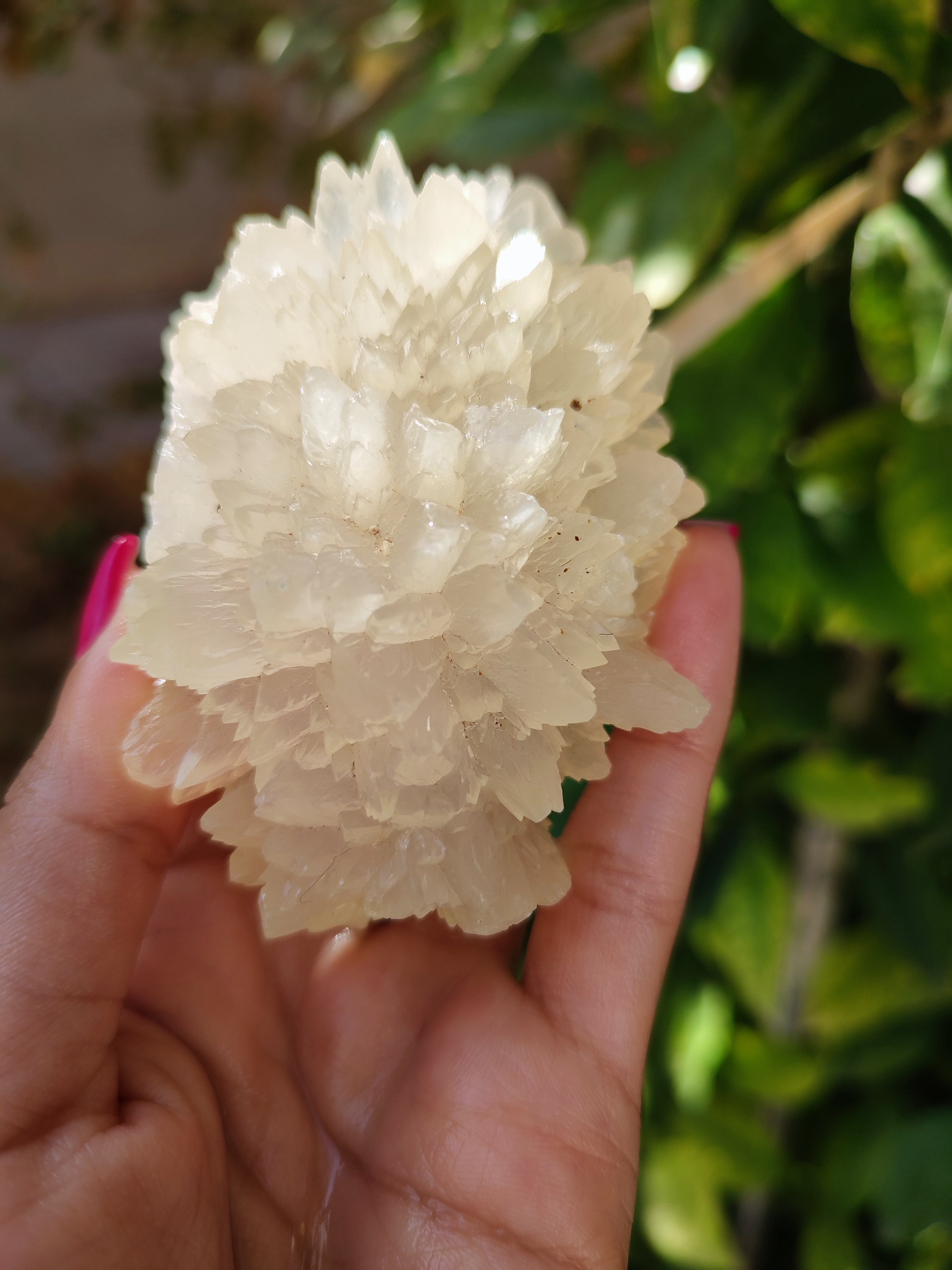 کلسیت فلاور شیری کلکسیونی