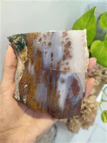 راف