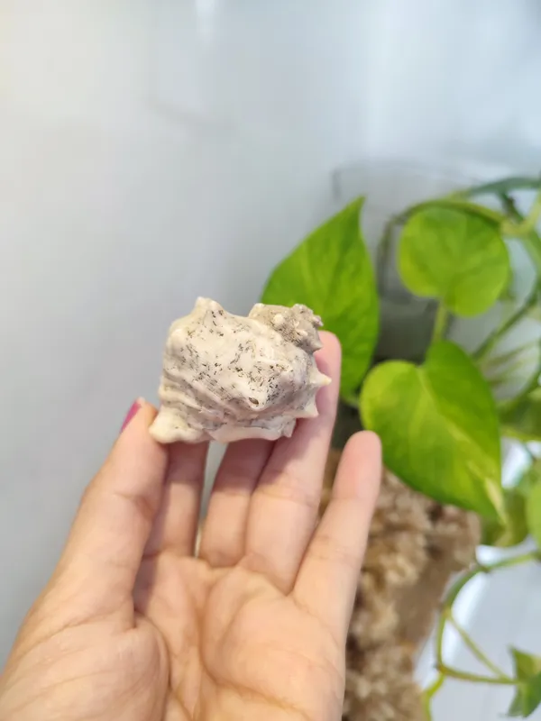 فسیل صدف دریایی