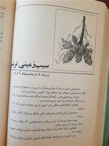 سبزی