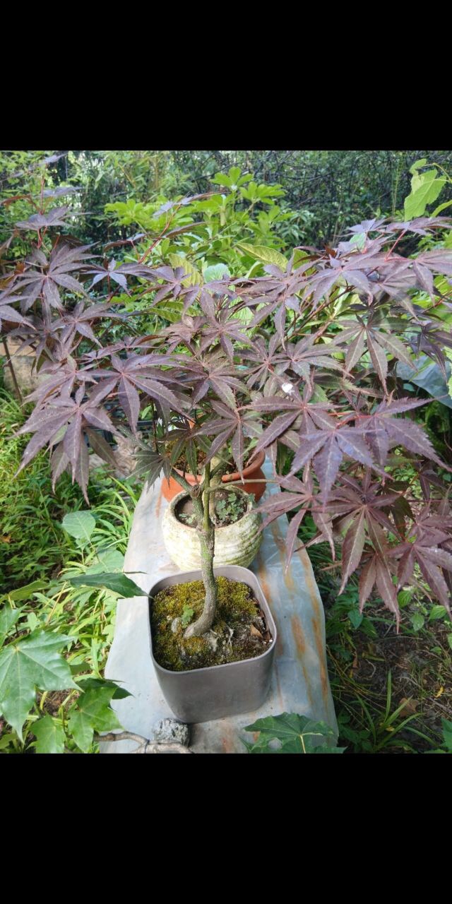 بنسای افرا قرمز