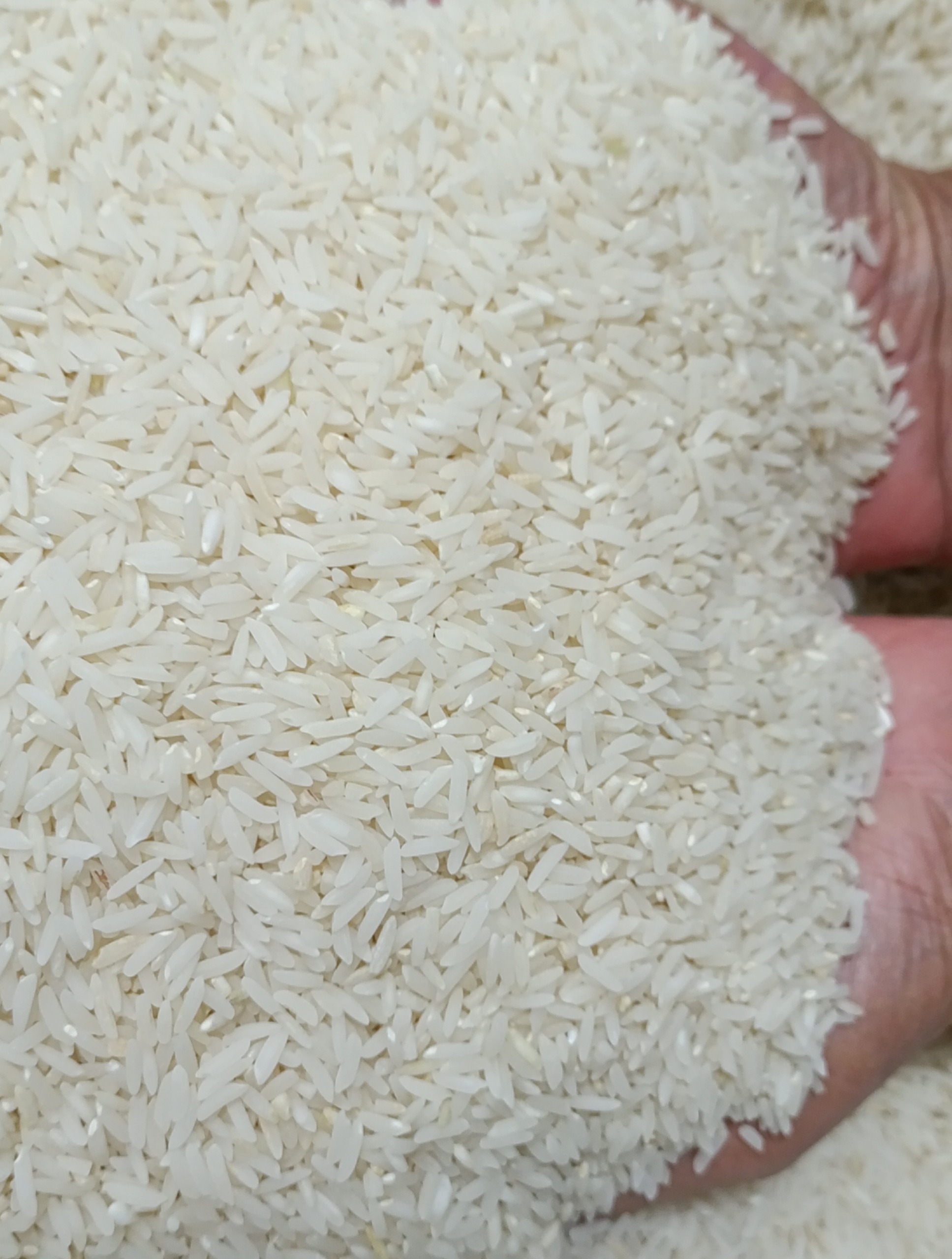 برنج هاشمی شاندرمن گیلان درجه 1 5 کیلوگرمی