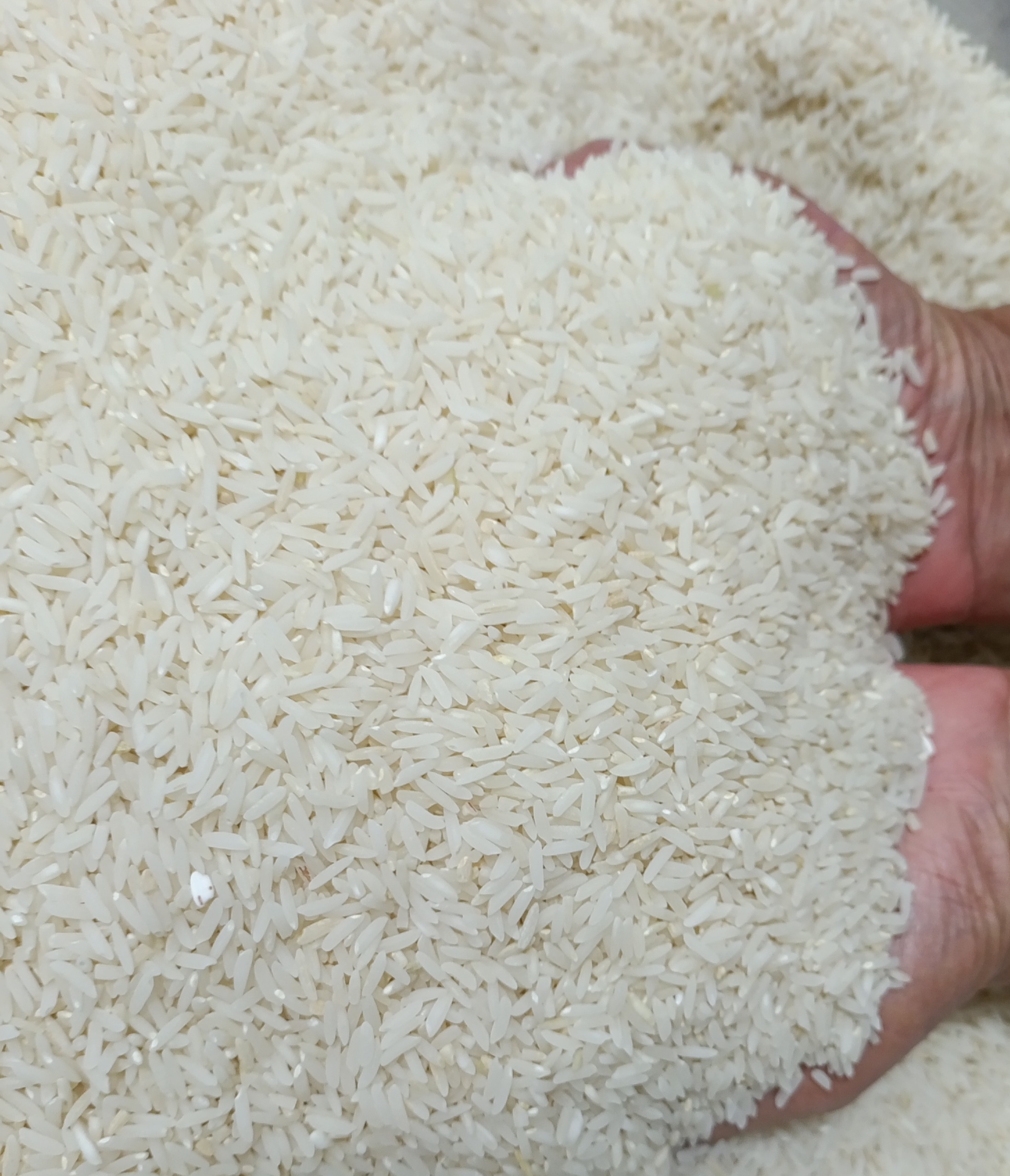 برنج هاشمی شاندرمن گیلان درجه 1 بسته 5 کیلوگرمی