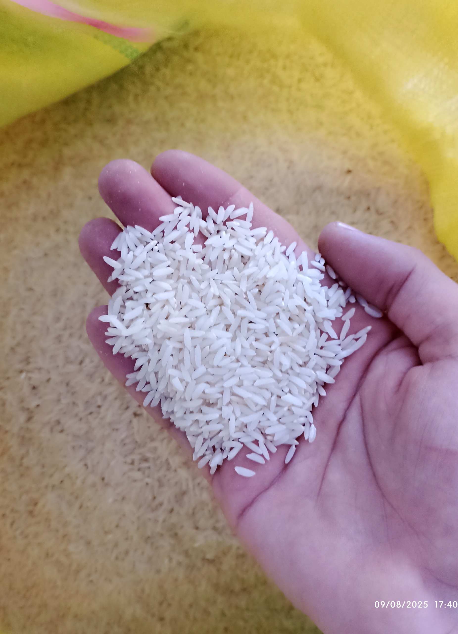 برنج طارم هاشمی فریدونکنار