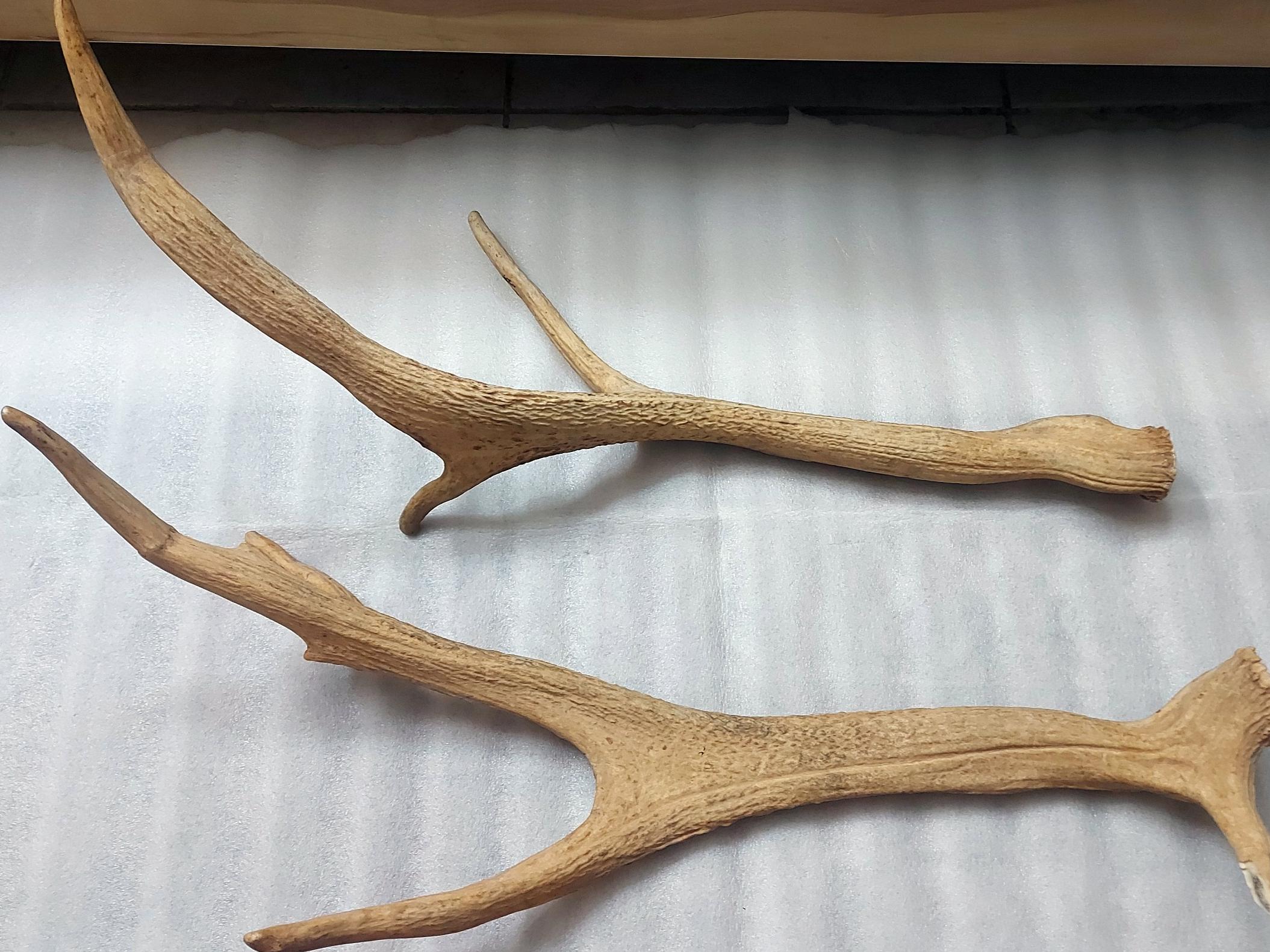 یک جفت شاخ گوزن دکوری