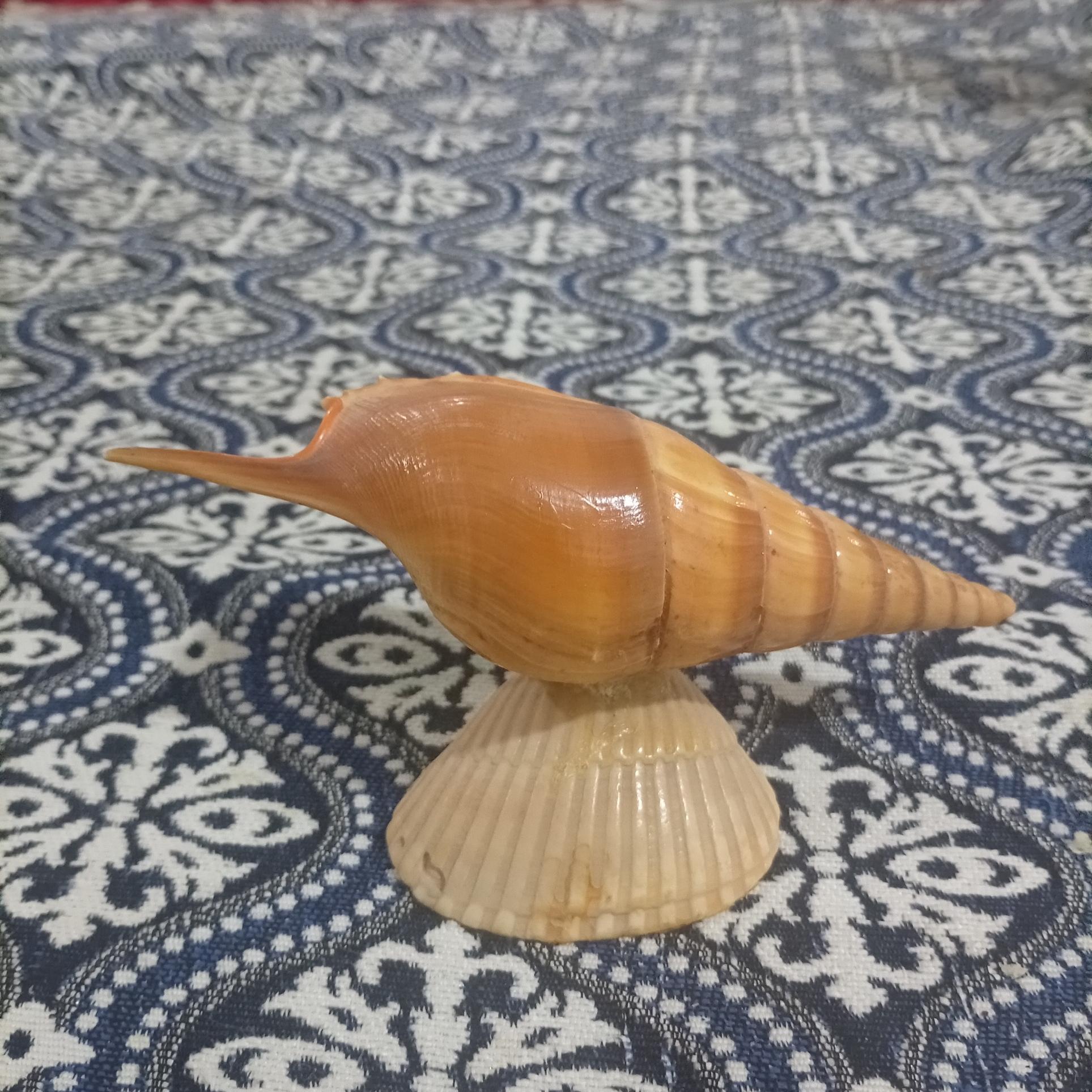 صدف زیبای دکوری