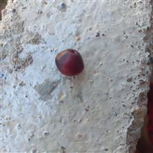 مهره