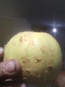 بهع